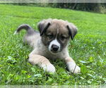 Small #3 Huskies -Jack Russell Terrier Mix
