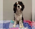 Small Photo #1 Cavalier King Charles Spaniel Puppy For Sale in St. Louis Park, MN, USA