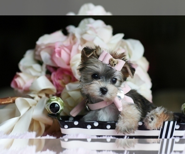 Medium Photo #10 Morkie Puppy For Sale in MIAMI, FL, USA