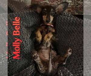 Molly Belle - Female Dachshund Dog for Adoption - Photo #4