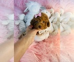 Small #3 Poodle (Toy)