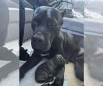 Small #4 Presa Canario