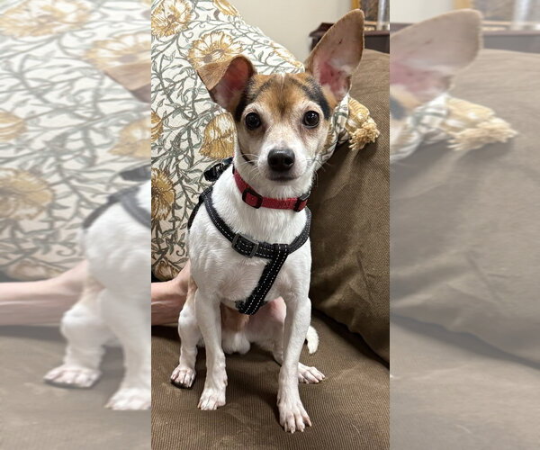 Medium Photo #3 Chihuahua-Unknown Mix Puppy For Sale in Mundelein, IL, USA