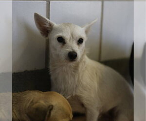Mutt Dogs for adoption in San Antonio, TX, USA