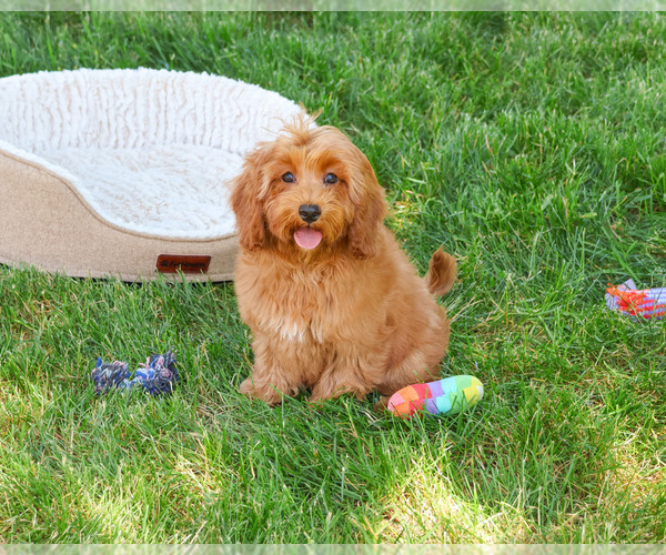 Medium Photo #4 Cavapoo (Miniature) Puppy For Sale in SYRACUSE, IN, USA