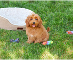 Small #3 Cavapoo (Miniature)
