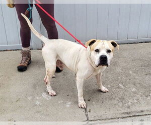 Mutt Dogs for adoption in Louisville, KY, USA