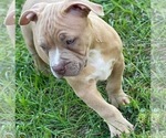 Small Photo #2 American Bully Puppy For Sale in RAEFORD, NC, USA