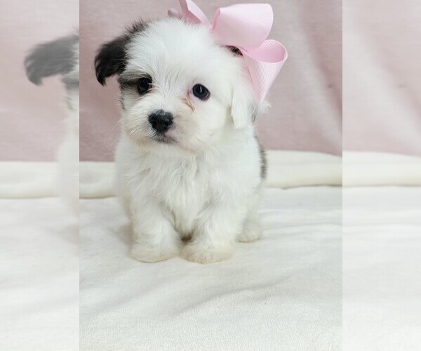 Medium Photo #1 Maltipoo (Miniature) Puppy For Sale in TAYLOR, TX, USA