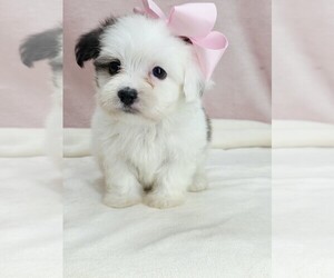 Maltipoo (Miniature) Puppy for sale in TAYLOR, TX, USA