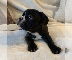 French Bulldog Puppy for sale in JOHNS ISLAND, SC, USA