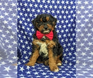 Aussiedoodle Miniature Puppy for sale in KIRKWOOD, PA, USA