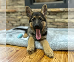 Small Photo #7 German Shepherd Dog Puppy For Sale in LENOIR, NC, USA