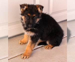 Medium German Shepherd Dog