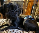 Small Photo #1 Shih Tzu Puppy For Sale in BLUFFTON, SC, USA