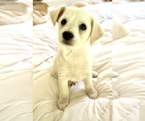 Medium Photo #2 Collie-Unknown Mix Puppy For Sale in Marina Del Rey, CA, USA