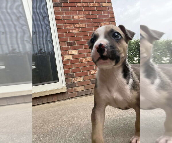 Medium Photo #7 Boxer-Unknown Mix Puppy For Sale in Aurora, IN, USA