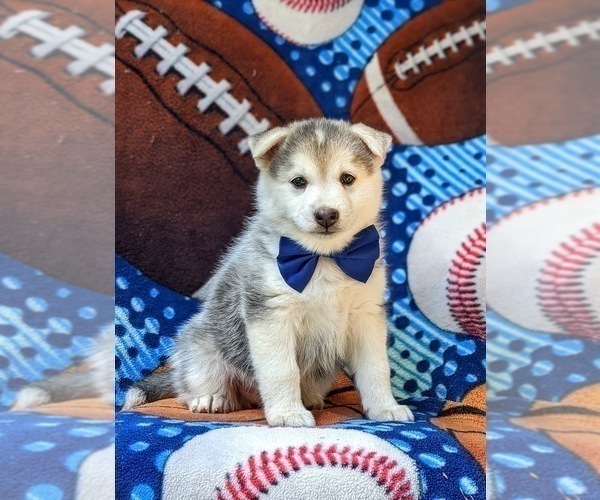 Medium Photo #1 Pomsky Puppy For Sale in QUARRYVILLE, PA, USA