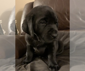 Labrador Retriever Puppy for sale in NORTH TONAWANDA, NY, USA