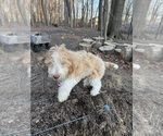 Small Photo #61 Aussie-Poo-Goldendoodle Mix Puppy For Sale in COMMERCE, MI, USA