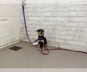 Chihuahua Dogs for adoption in San Bernardino, CA, USA