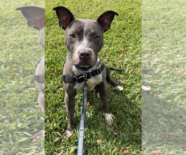 Medium Photo #11 Staffordshire Bull Terrier Puppy For Sale in Pompano Beach , FL, USA