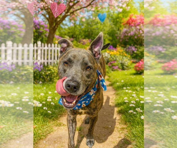 Medium Photo #3 Catahoula Leopard Dog-Labrador Retriever Mix Puppy For Sale in Houston, TX, USA