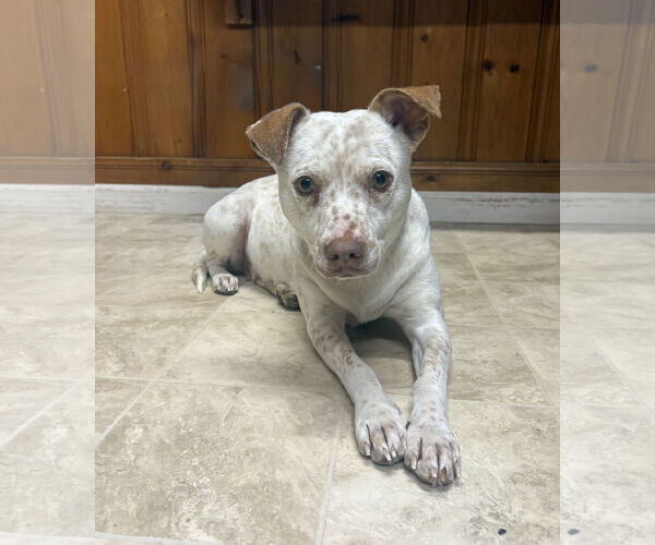 Medium Photo #4 Mutt Puppy For Sale in Raleigh, NC, USA