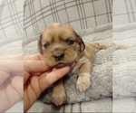 Small Photo #18 Puggle-Shih Tzu Mix Puppy For Sale in NEW YORK MILLS, MN, USA