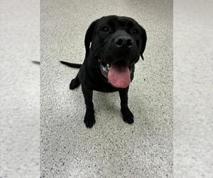 Mutt Dogs for adoption in Brighton, CO, USA