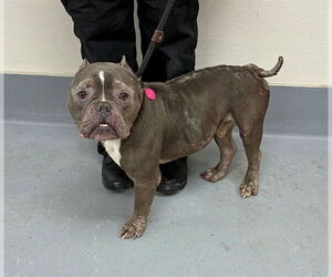 American Bulldog Dogs for adoption in Louisville, KY, USA