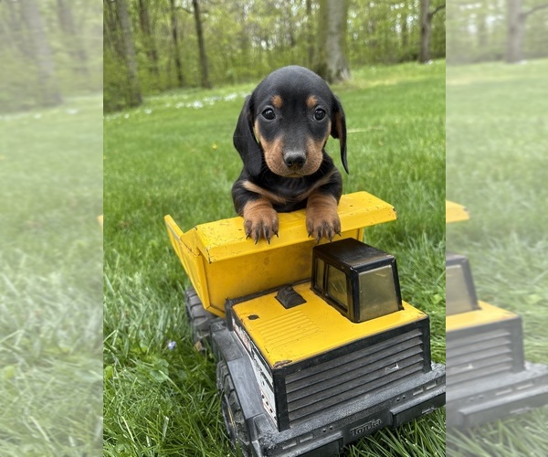 Medium Photo #1 Dachshund Puppy For Sale in MIDDLEBURY, IN, USA
