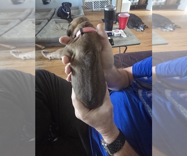 Medium Photo #3 Rhodesian Ridgeback Puppy For Sale in ALBA, TX, USA