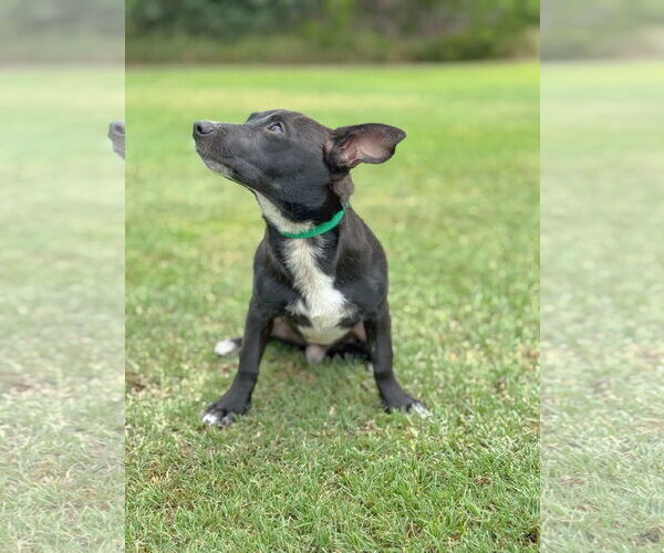 Medium Photo #3 Dachshund-Unknown Mix Puppy For Sale in PIPE CREEK, TX, USA