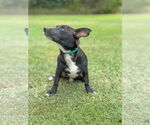 Small #2 Dachshund Mix