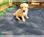 Small #4 Goldendoodle