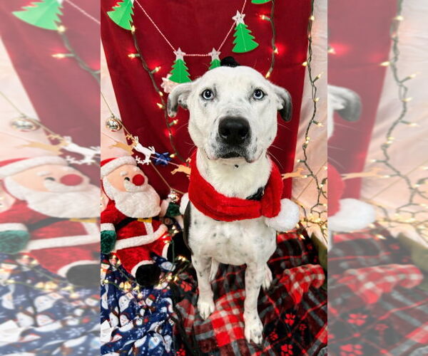 Medium Photo #4 Catahoula Leopard Dog-Dalmatian Mix Puppy For Sale in Bryant, AR, USA