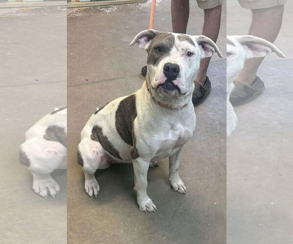 Medium Photo #4 American Pit Bull Terrier-Unknown Mix Puppy For Sale in Oakhurst, NJ, USA