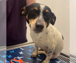 Chihuahua-Unknown Mix Dogs for adoption in Chico, CA, USA