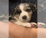 Small #4 Australian Shepherd