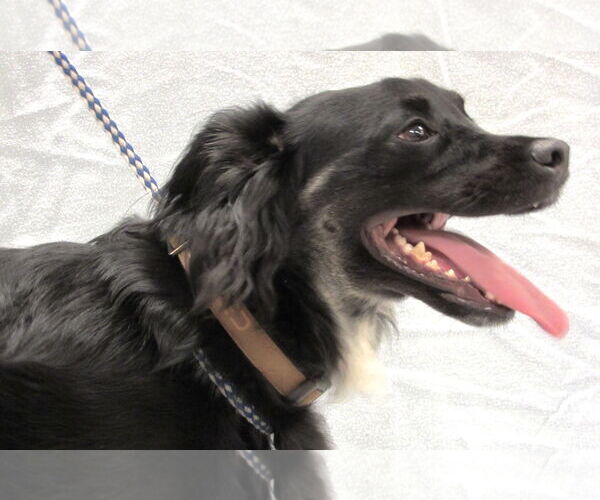 Medium Photo #3 Schipperke-Unknown Mix Puppy For Sale in Conroe, TX, USA