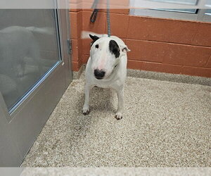 Bull Terrier Dogs for adoption in Pueblo, CO, USA