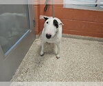 Small Bull Terrier