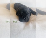 Small Photo #7 Cane Corso Puppy For Sale in OKLAHOMA CITY, OK, USA