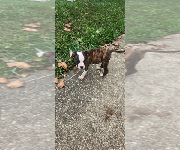 Medium Photo #1 American Pit Bull Terrier Puppy For Sale in WALDORF, MD, USA