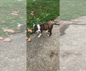 American Pit Bull Terrier Puppy for sale in WALDORF, MD, USA