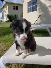 Miniature Australian Shepherd Puppy for sale in MIAMI, FL, USA