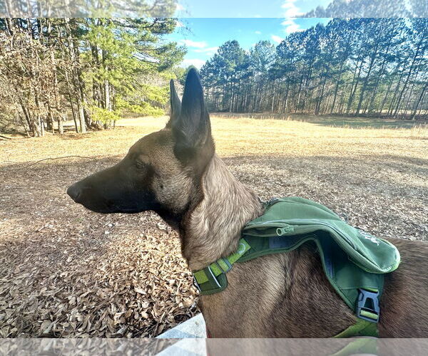 Medium Photo #2 Mutt Puppy For Sale in Stevens Point, WI, USA