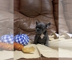 Small French Bulldog