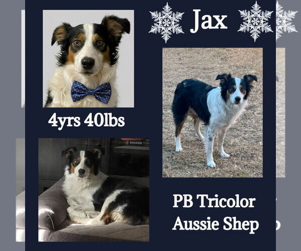 Medium Photo #4  Puppy For Sale in , 